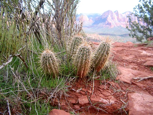Kaktusser på et plateau ved Sedona, Arizona (26/2-2005).